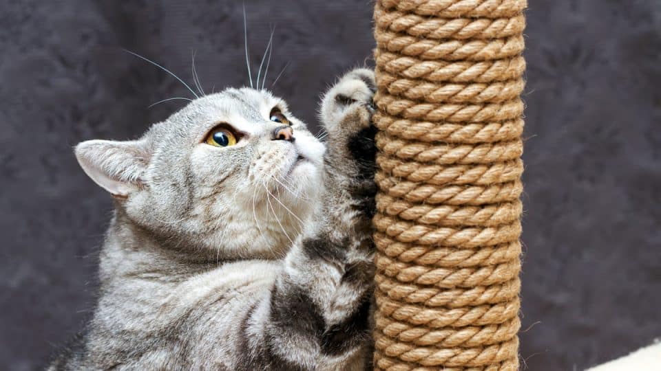 Why Do Cats Scratch Posts?